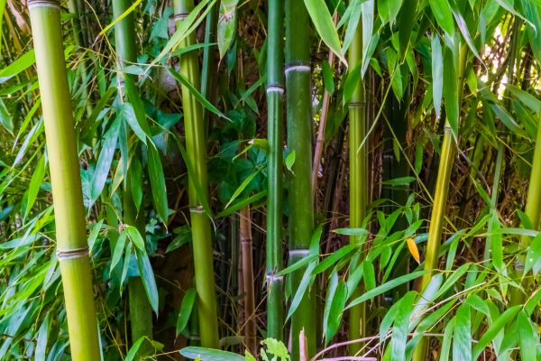 Cost of Bamboo Trimming in Lake Worth