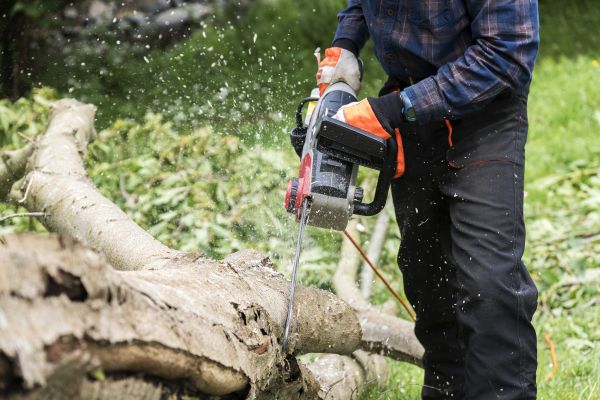 Cost of Branch Removal Service in Lake Worth