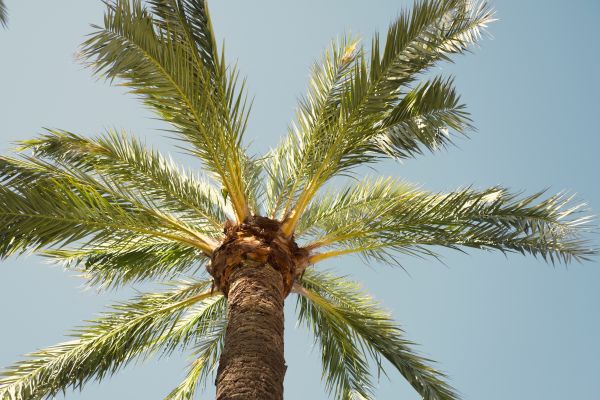 Cost of Palm Tree Pruning in Lake Worth
