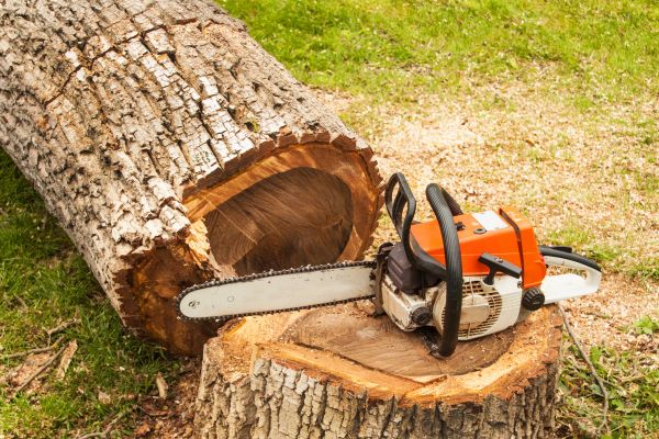 Cost of Tree Cutting Service in Lake Worth
