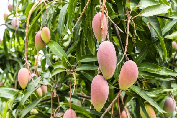 Cost of Mango Tree Trimming in Lake Worth