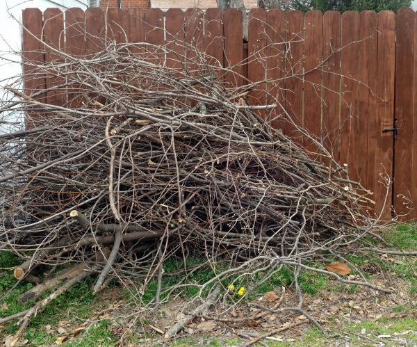 Cost of Dead Branch Removal in Lake Worth