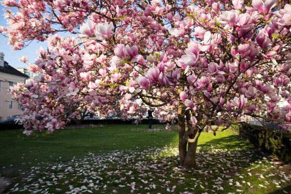 Cost of Ornamental Tree Pruning in Lake Worth