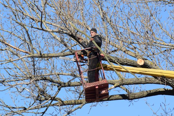 Cost of Emergency Tree Trimming in Lake Worth