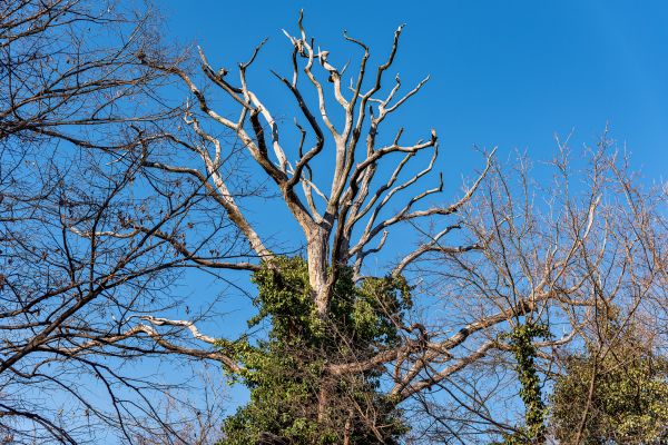 Cost of Deadwood Removal in Lake Worth