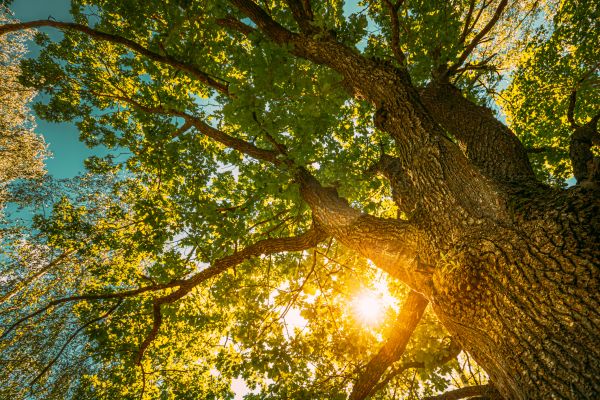 Cost of Oak Tree Pruning in Lake Worth