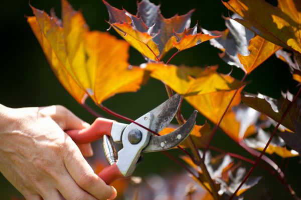 Cost of Maple Tree Pruning in Lake Worth