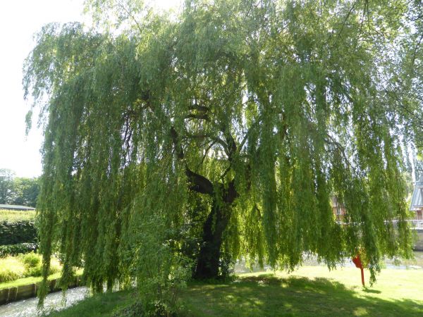 Cost of Willow Tree Trimming in Lake Worth