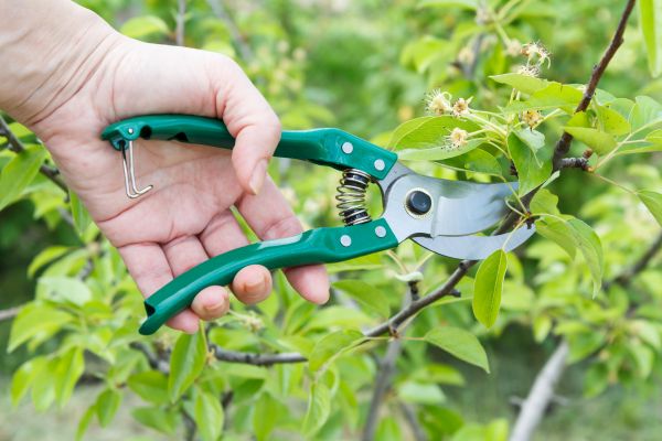 Cost of Pear Tree Pruning in Lake Worth
