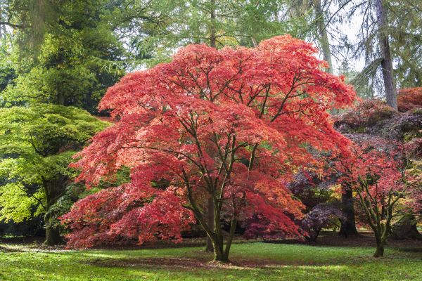 Cost of Japanese Maple Pruning in Lake Worth