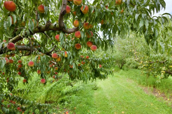 Cost of Peach Tree Pruning in Lake Worth