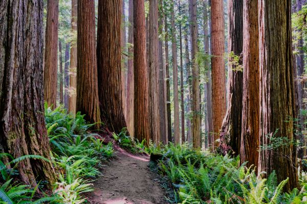 Cost of Redwood Tree Trimming in Lake Worth