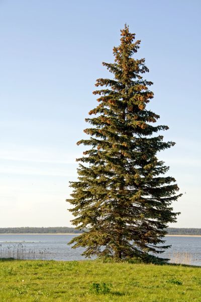Cost of Spruce Tree Pruning in Lake Worth