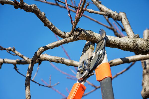 Cost of Peach Tree Trimming in Lake Worth