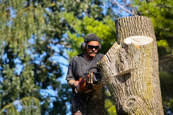 Cost of Ash Tree Pruning in Lake Worth