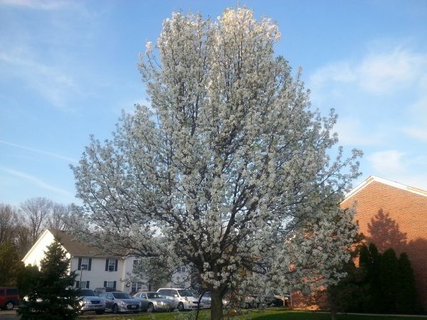 Cost of Bradford Pear Tree Pruning in Lake Worth