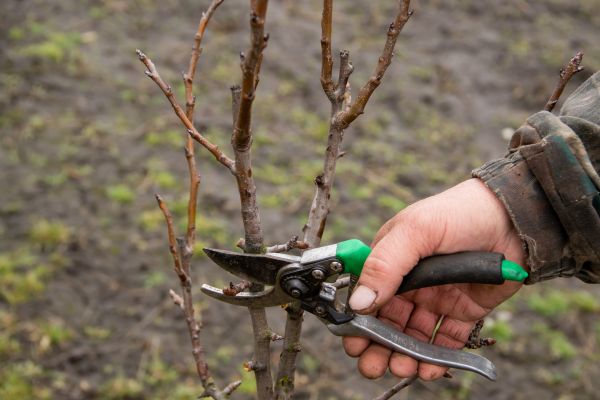 Cost of Pear Trees Pruning in Lake Worth