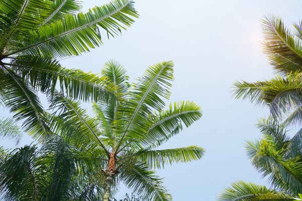 Cost of Queen Palm Tree Trimming in Lake Worth