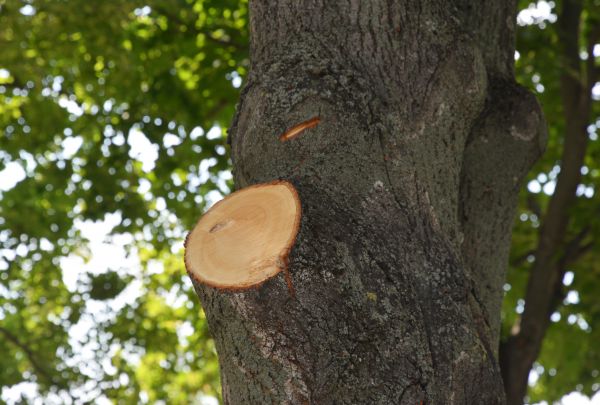 Cost of Limb Cutting in Lake Worth