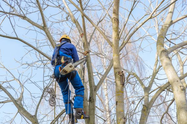 Cost of Large Tree Trimming in Lake Worth