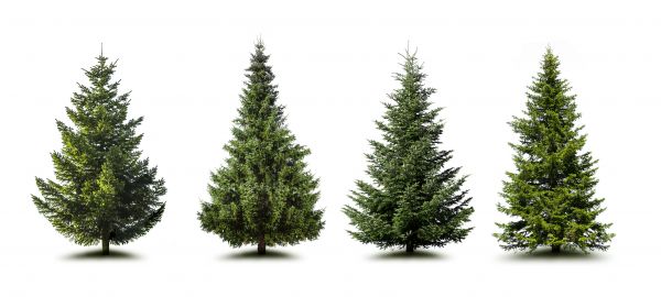 Cost of Pine Tree Trimming in Lake Worth