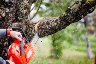 Commercial Tree Service detail