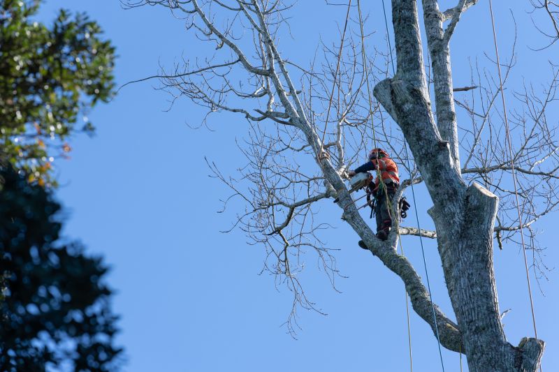 Arborist Pruning Large Tree
