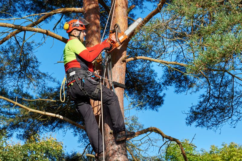 Trimmed Tree with Clear Canopy