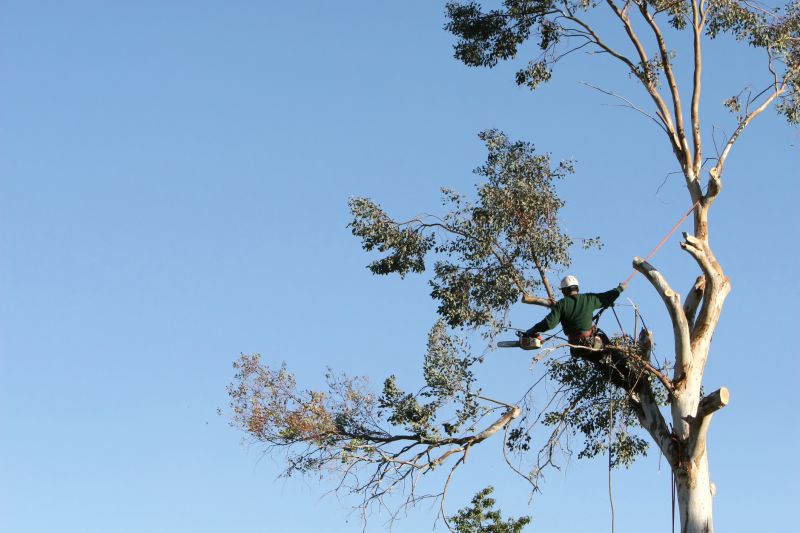 Certified Arborists