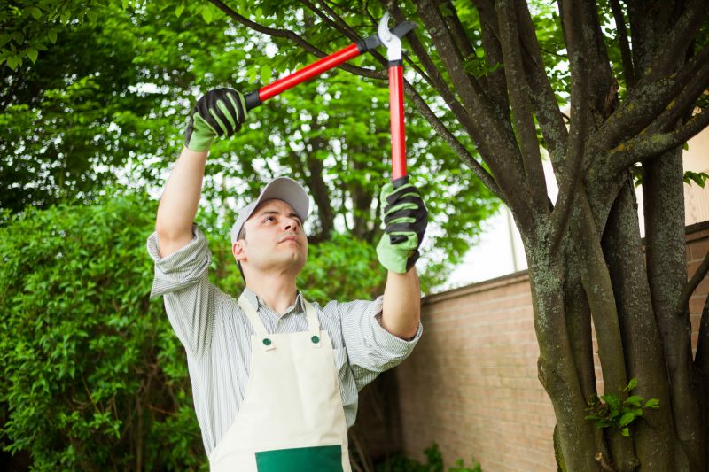 Tree Shaping Services